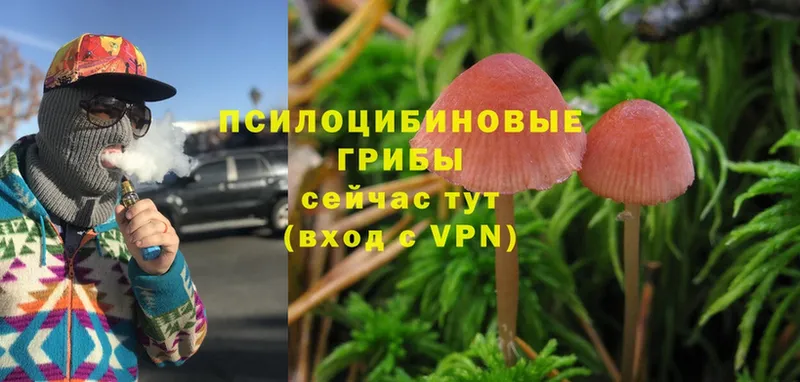 Псилоцибиновые грибы Cubensis  купить  сайты  Барабинск 